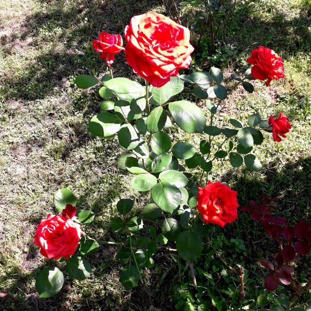  - TRANDAFIRI_2019_2020_2024