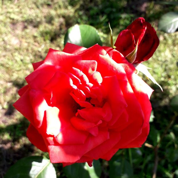  - TRANDAFIRI_2019_2020_2024