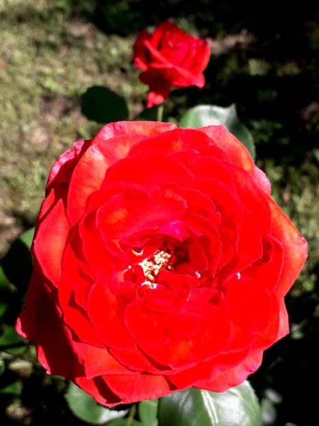  - TRANDAFIRI_2019_2020_2024