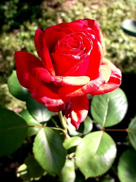  - TRANDAFIRI_2019_2020_2024