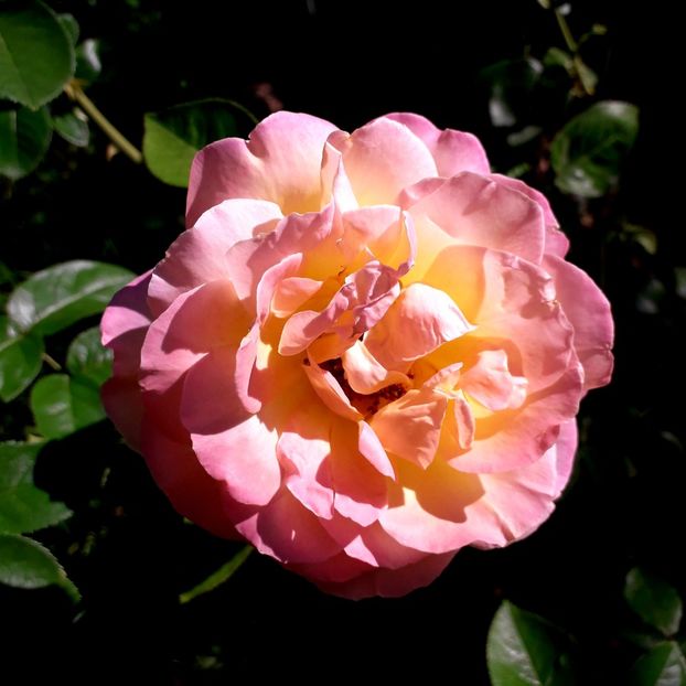  - TRANDAFIRI_2019_2020_2024