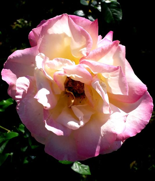  - TRANDAFIRI_2019_2020_2024