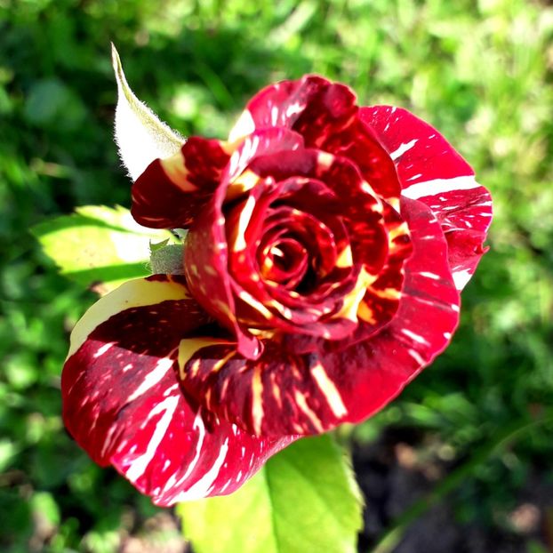  - TRANDAFIRI_2019_2020_2024