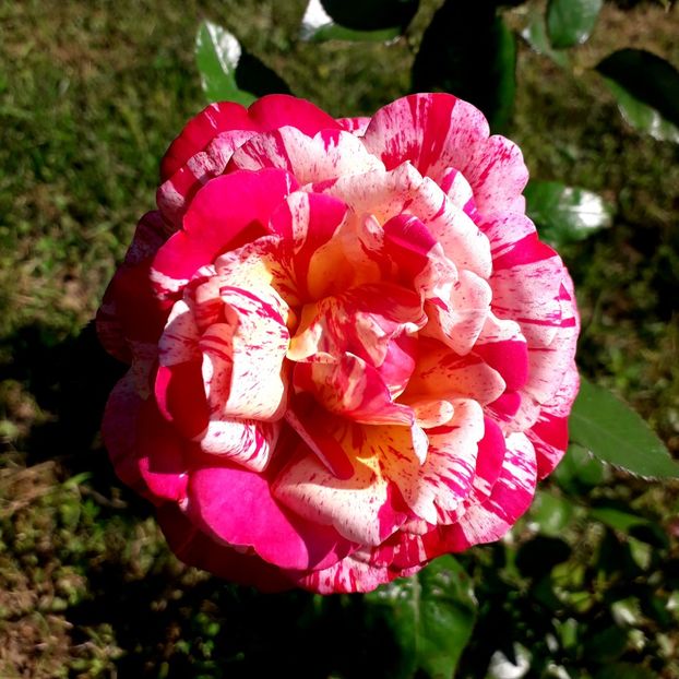  - TRANDAFIRI_2019_2020_2024