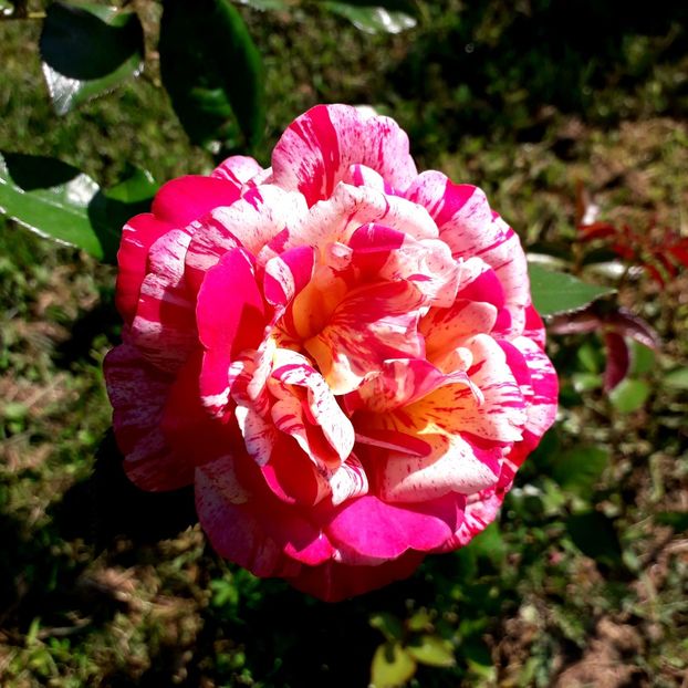  - TRANDAFIRI_2019_2020_2024