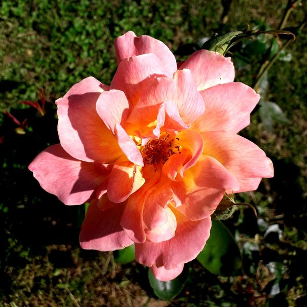  - TRANDAFIRI_2019_2020_2024