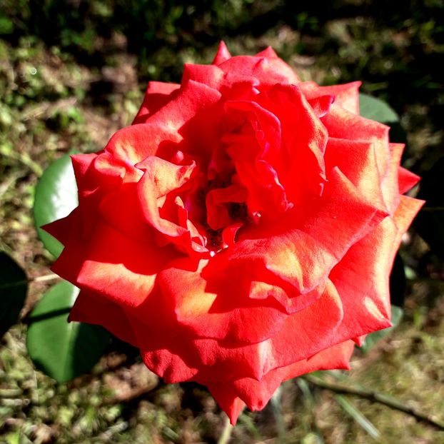  - TRANDAFIRI_2019_2020_2024