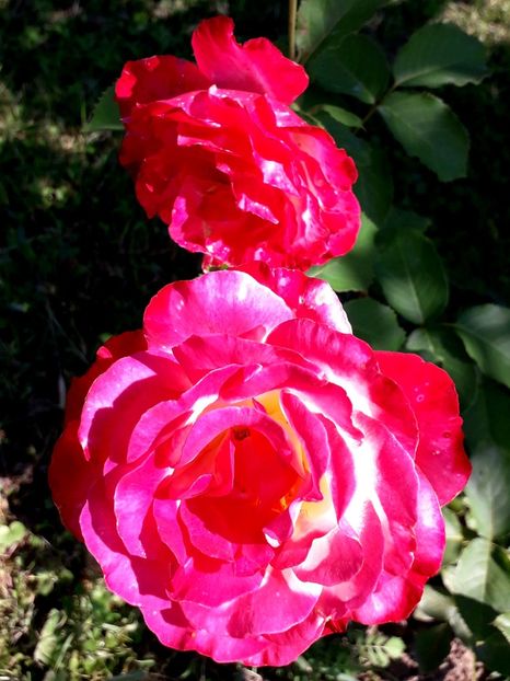  - TRANDAFIRI_2019_2020_2024