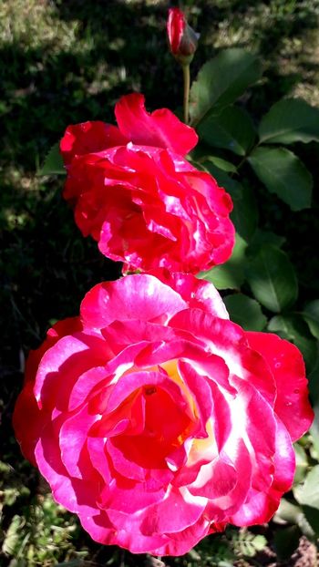  - TRANDAFIRI_2019_2020_2024