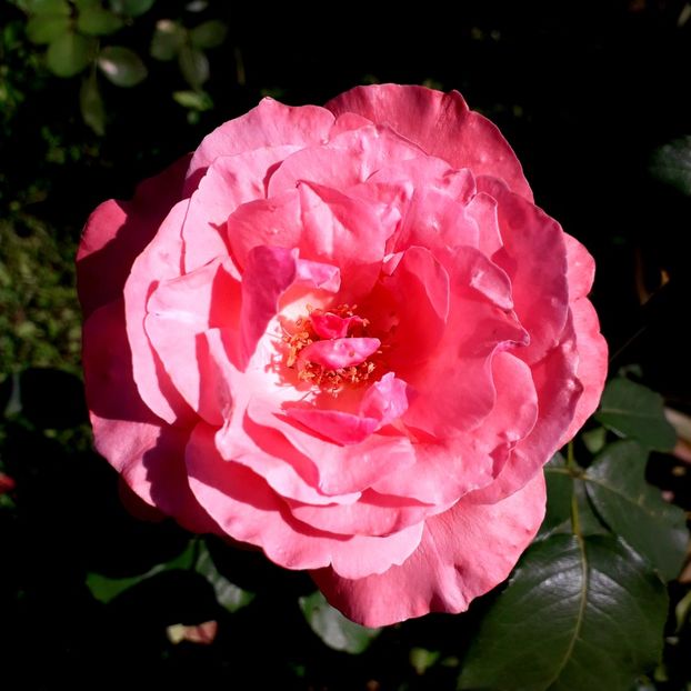  - TRANDAFIRI_2019_2020_2024