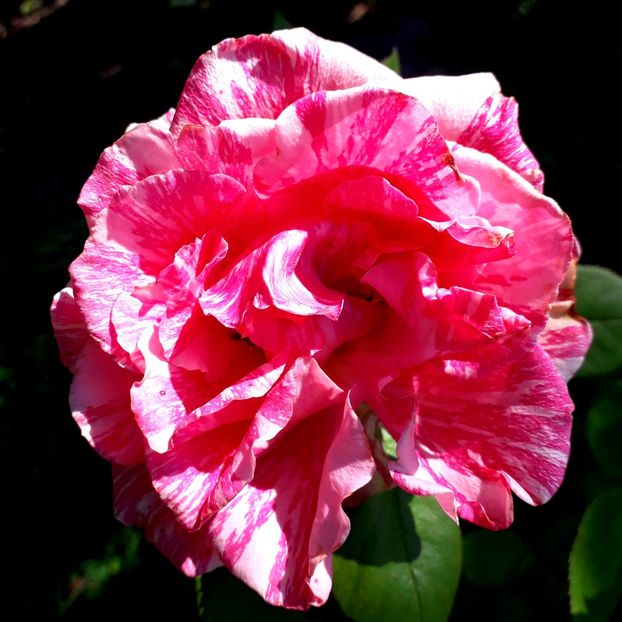  - TRANDAFIRI_2019_2020_2024