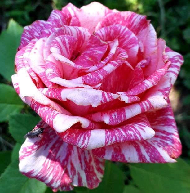  - TRANDAFIRI_2019_2020_2024