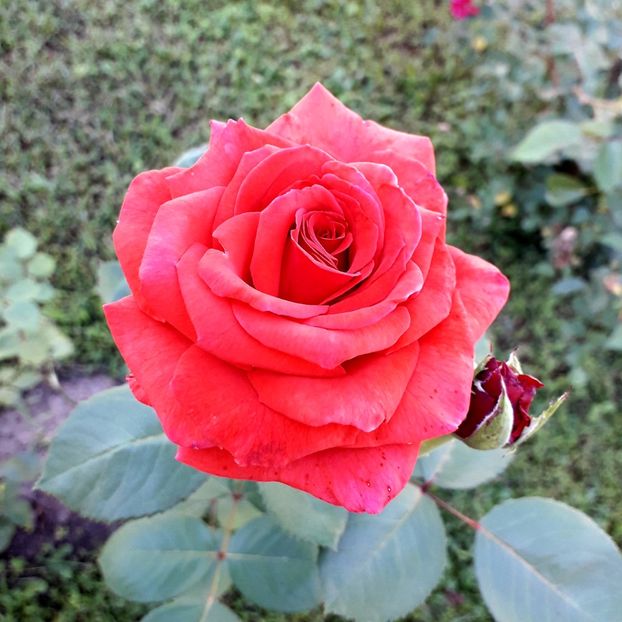  - TRANDAFIRI_2019_2020_2024