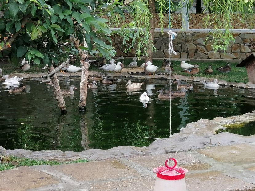  - rate mandarin