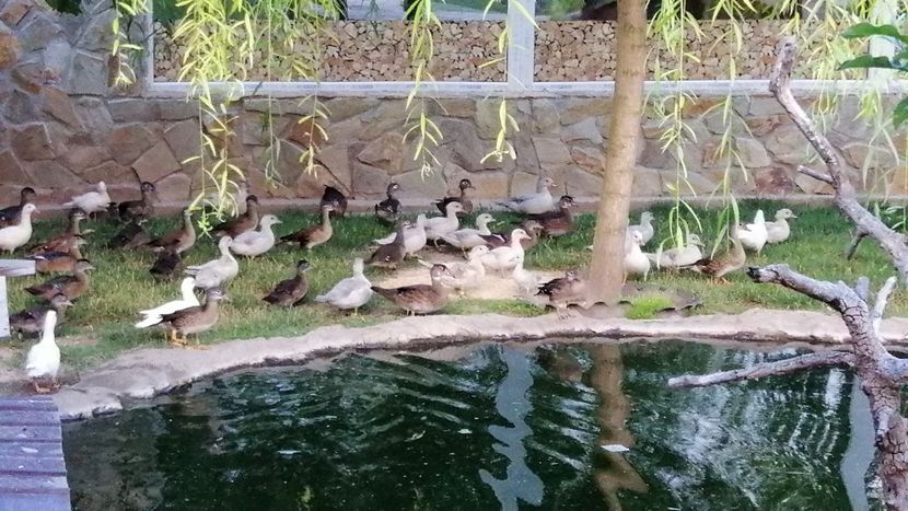  - rate mandarin