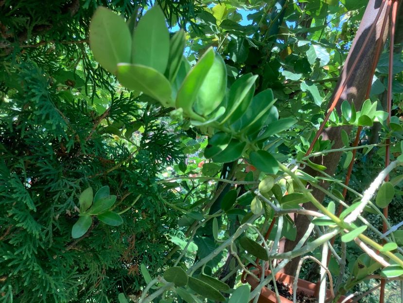 Hoya 2 - Cummingiana