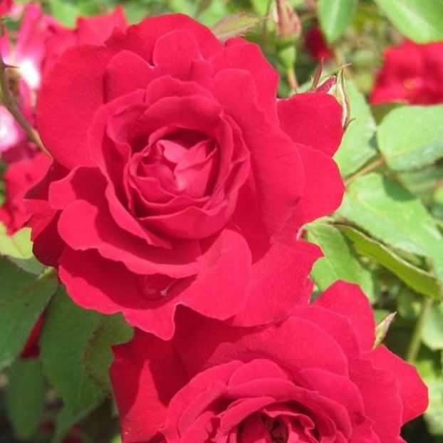 champlain-rose-2-blooms-600x600 - CHAMPLAIN