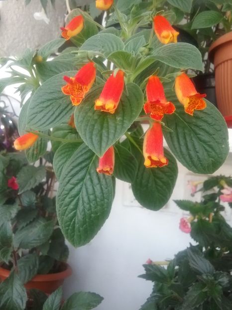  - SEEMANNIA EVITA