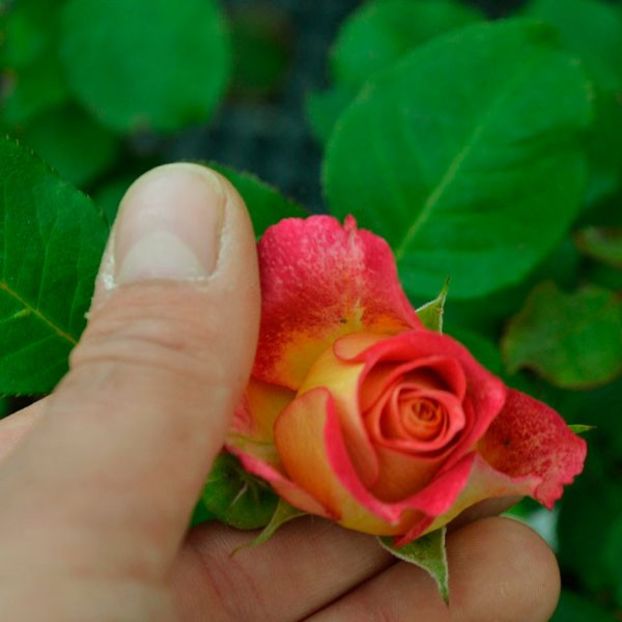 michellebedrossian02 - MICHELLE BEDROSSIAN