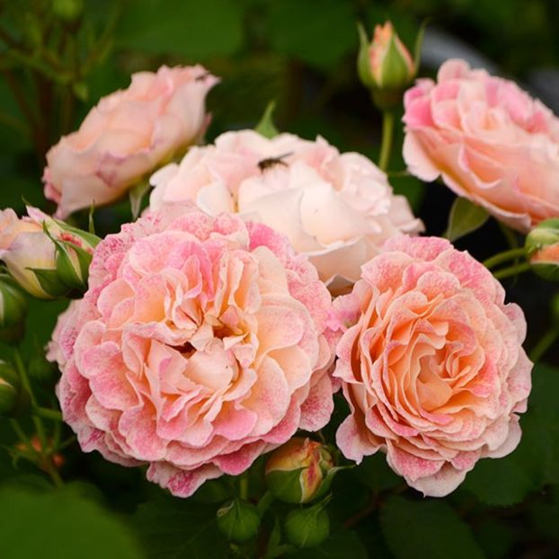 michellebedrossian04 - MICHELLE BEDROSSIAN