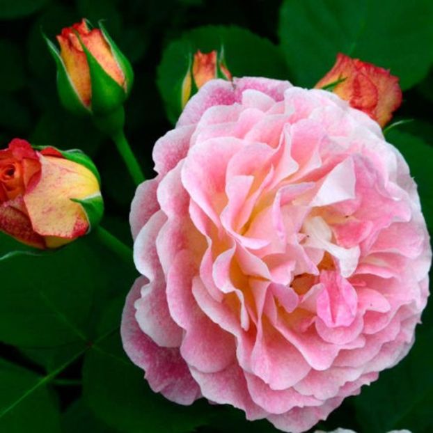 michellebedrossian-510x510 - MICHELLE BEDROSSIAN