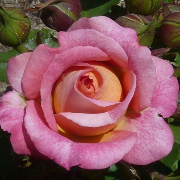 michelle-bedrossian-masmibed (1) - MICHELLE BEDROSSIAN