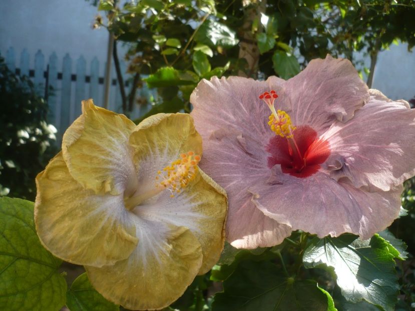 P1420639 - HIBISCUSI 2019-2