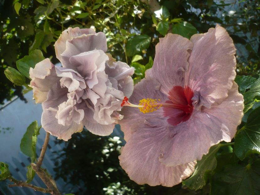 P1420640 - HIBISCUSI 2019-2