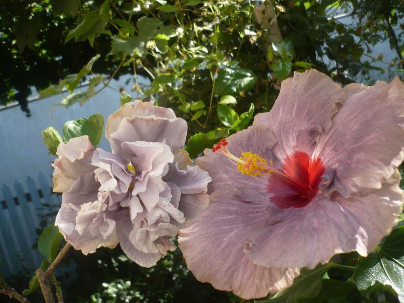 P1420641 - HIBISCUSI 2019-2