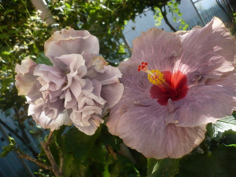 P1420642 - HIBISCUSI 2019-2