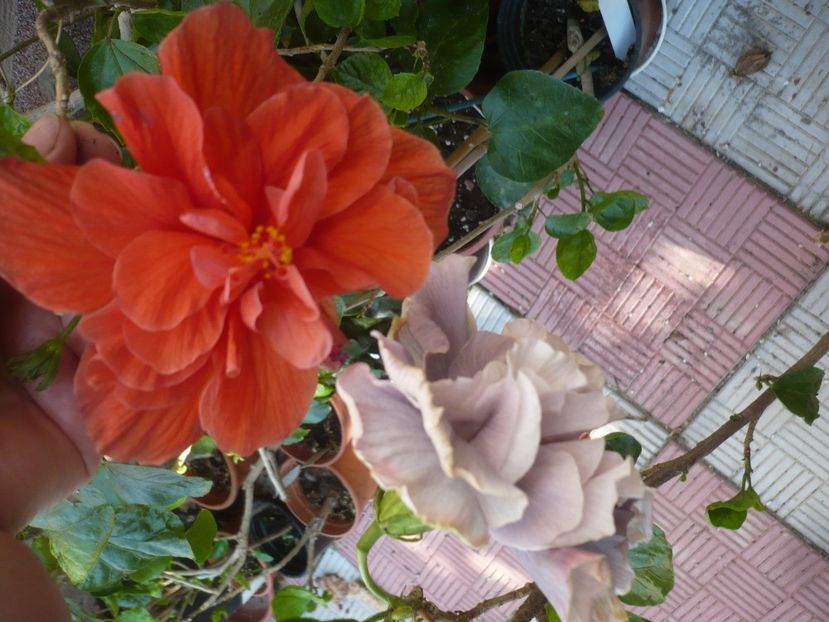 P1420643 - HIBISCUSI 2019-2