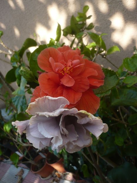 P1420646 - HIBISCUSI 2019-2