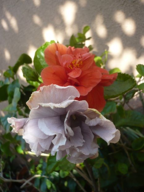 P1420647 - HIBISCUSI 2019-2