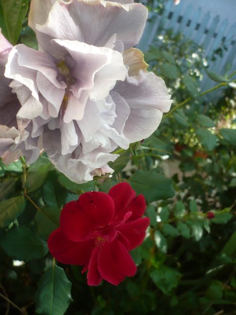 P1420650 - HIBISCUSI 2019-2