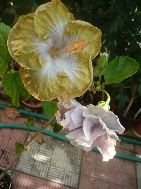 P1420651 - HIBISCUSI 2019-2