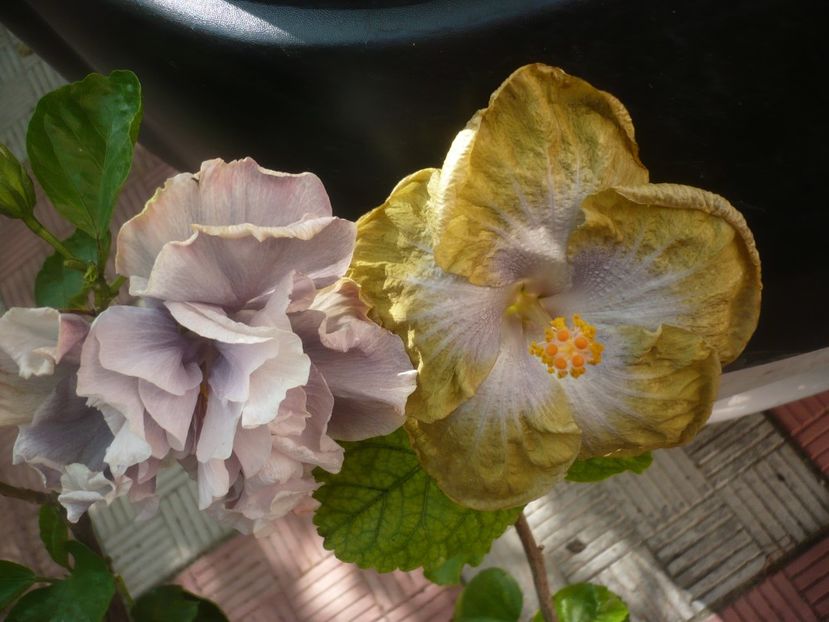 P1420652 - HIBISCUSI 2019-2