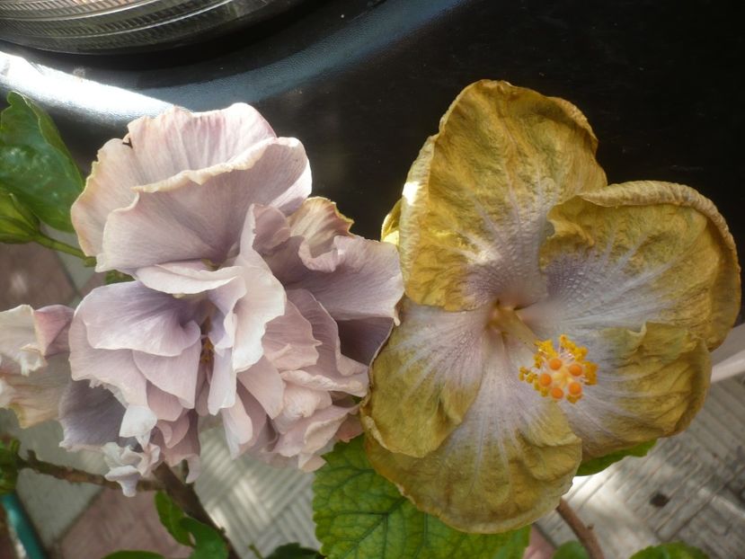 P1420654 - HIBISCUSI 2019-2