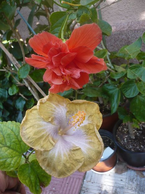 P1420656 - HIBISCUSI 2019-2