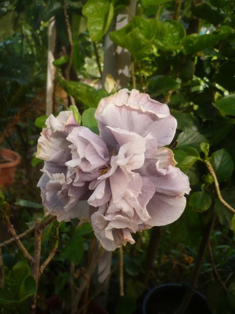 P1420658 - HIBISCUSI 2019-2
