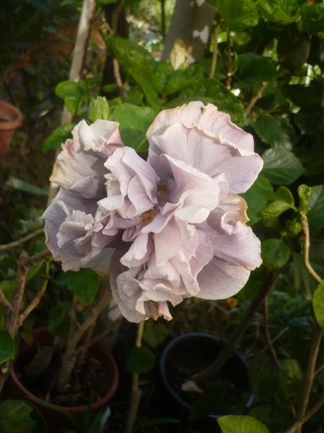 P1420659 - HIBISCUSI 2019-2