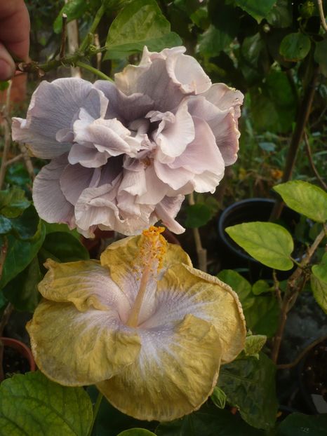 P1420660 - HIBISCUSI 2019-2
