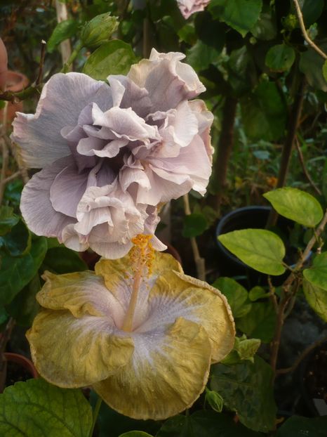 P1420661 - HIBISCUSI 2019-2