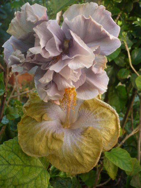 P1420662 - HIBISCUSI 2019-2