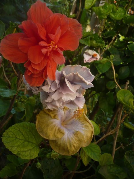 P1420667 - HIBISCUSI 2019-2