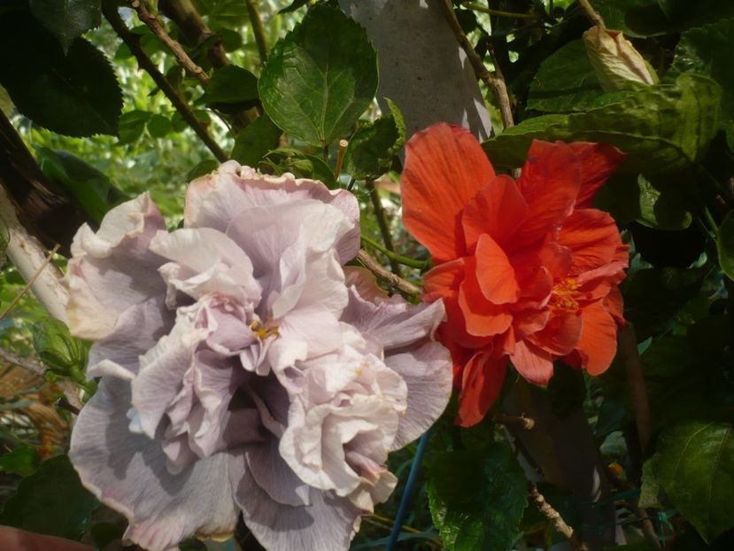 P1420672 - HIBISCUSI 2019-2
