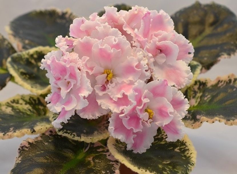  - RS Eliksir Krasoty