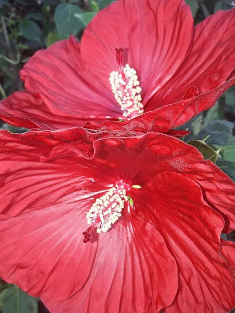  - Hibiscus Summerific Cranberry Crush