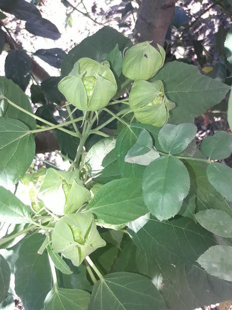  - Hibiscus Moscheutos