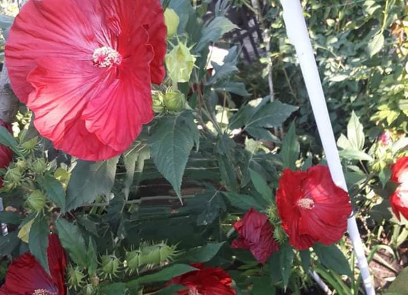  - Hibiscus Moscheutos