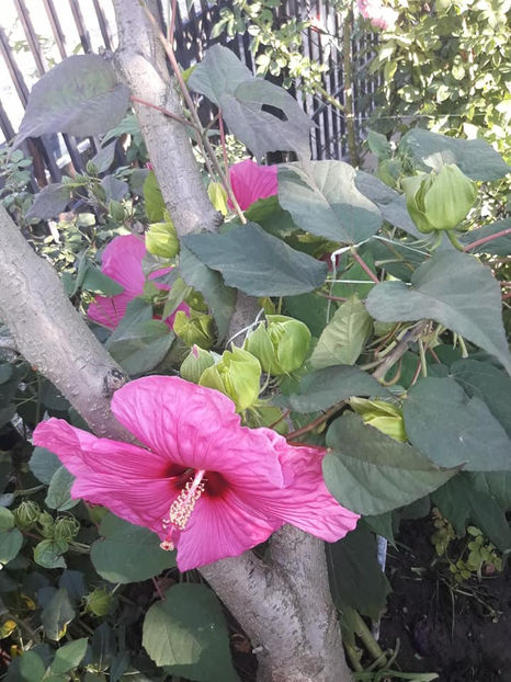  - Hibiscus Moscheutos